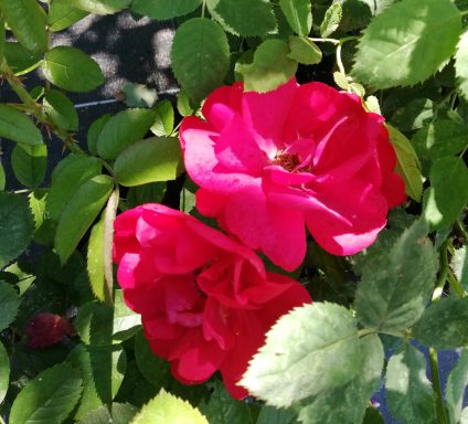 Drei leuchtend rosa Rosenblüten umgeben von grünem Laub.